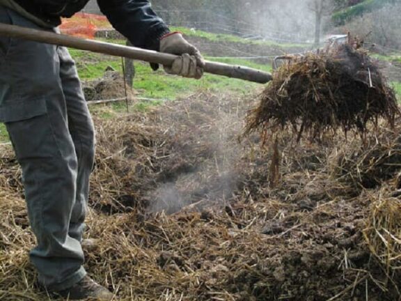 A processo per un cumulo di letame. La strana vicenda