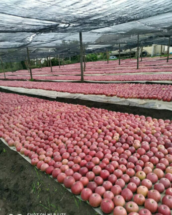 Annurca Days: i giorni della regina delle mele al mercato San Paolo