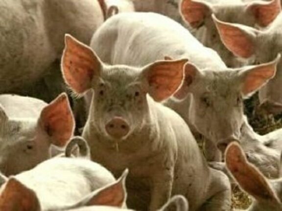 Peste suina, il contagio si allarga in Germania: ora è allarme anche in Italia