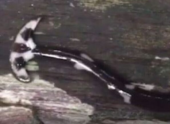 Il verme impossibile da uccidere: ecco cosa succede se lo toccate