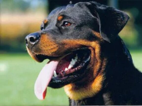 Azzannata dal rottweiler del figlio: una 73enne perde una gamba