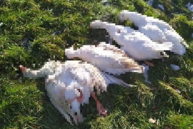 Lago di Canterno: strage di oche, uccise a colpi di pistola