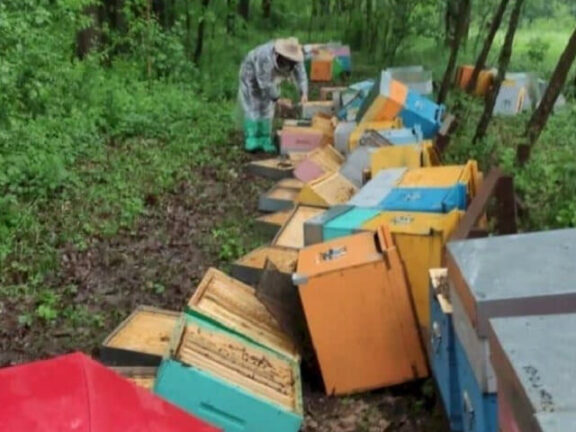 Distruggono arnie per dispetto: Produzione azzerata in una notte