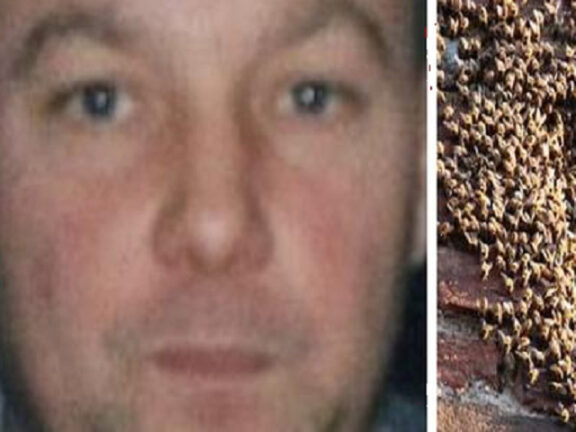 Assalito da uno sciame di vespe sul tetto di casa: muore a 52 anni