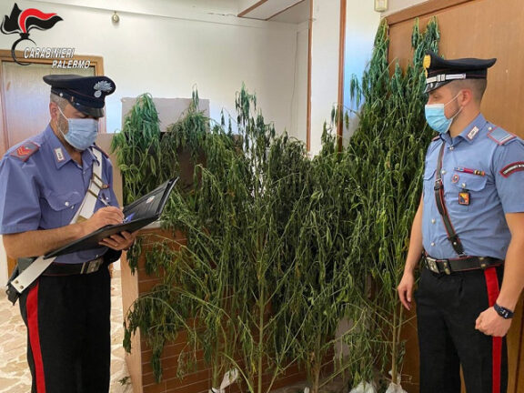 Villafrati, serra di canapa nel giardino di casa. Un arresto
