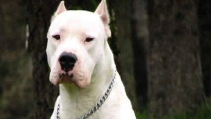 Galatina: azzannato al braccio e al collo dal suo pitbull