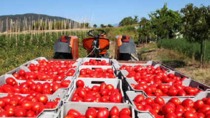 Giornata Mondiale del Pomodoro: celebrazione dell'oro rosso tra sostenibilità, economia e cultura