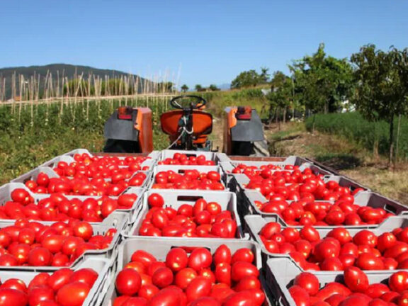 Giornata Mondiale del Pomodoro: celebrazione dell’oro rosso tra sostenibilità, economia e cultura
