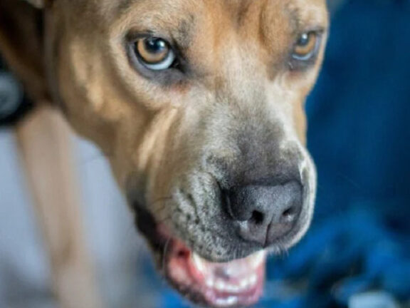 Donna sbranata a morte da due cani davanti agli occhi di una bambina