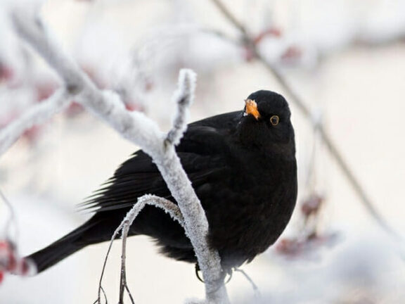 Giorni della merla, la svolta gelida