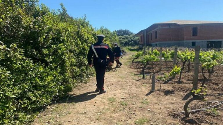 Uomo finisce nelle lame della motozappa e muore