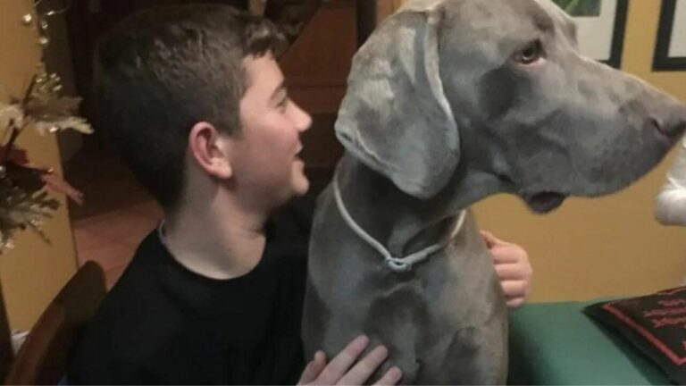 Simone Sperduti, 20 enne investito e ucciso da un poliziotto