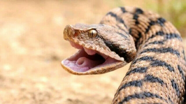 Anziano muore morso da una vipera