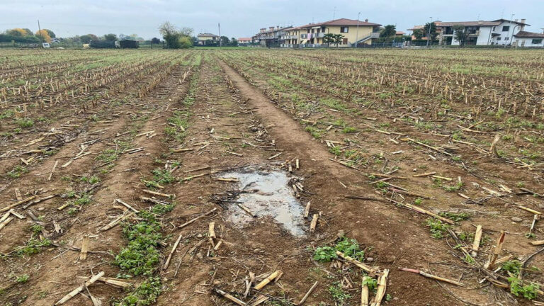 Cadavere in un campo: è di un uomo scomparso da mesi