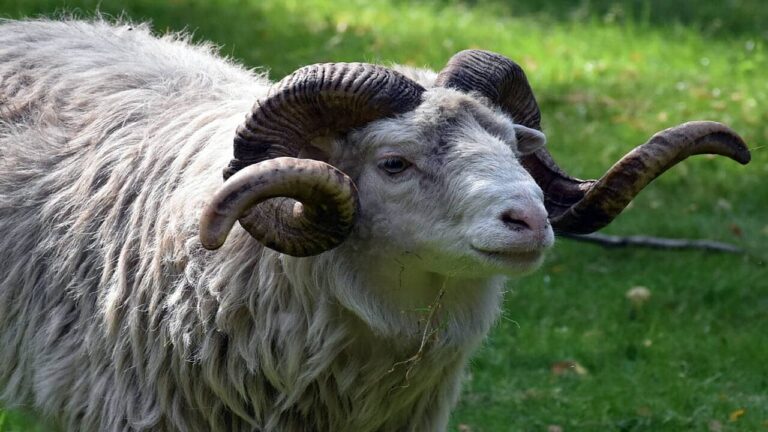 Ladro uccide a morsi e calci un montone