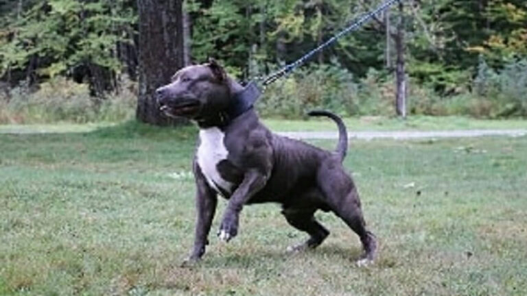 Pitbull le assale: tre persone in codice giallo