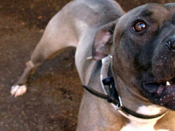 Salerno: uomo morto azzannato dal suo cane