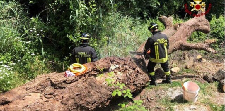 Pesaro: pensionato morto schiacciato da una pianta