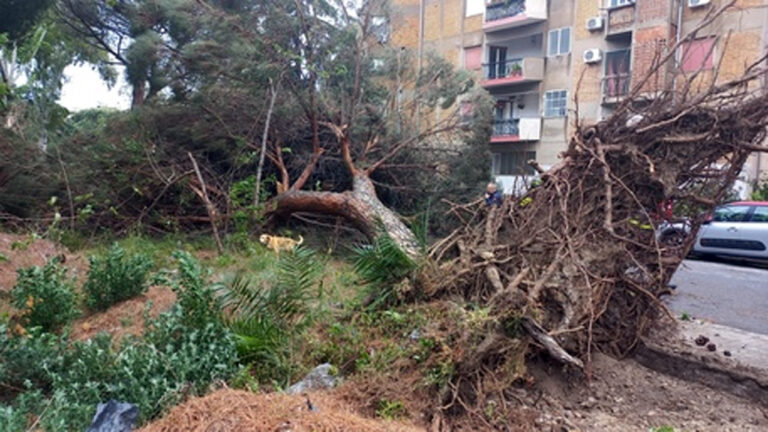 Reggio Calabria, maltempo: cade albero e uccide uomo