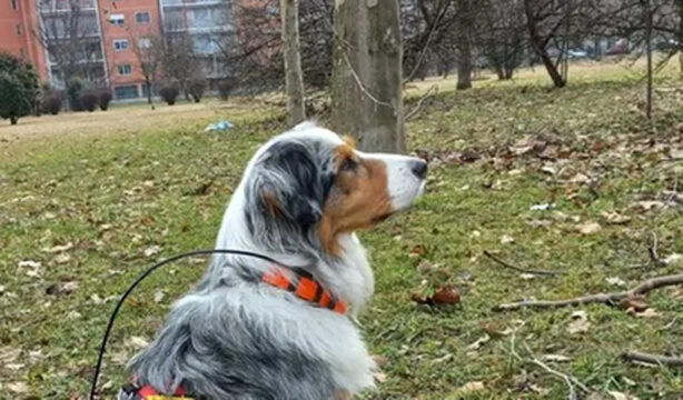 Cane fa la pipì vicino a un 31enne, il proprietario lo uccide con una coltellata