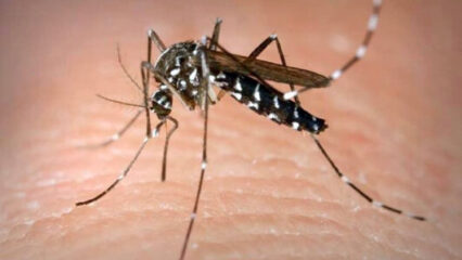 Castiglione d'Adda: primo caso di febbre Dengue