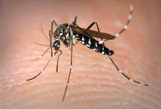 Castiglione d’Adda: primo caso di febbre Dengue