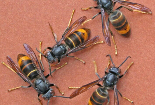 Rosa Mattia morta punta da un calabrone a Piedimonte San Germano