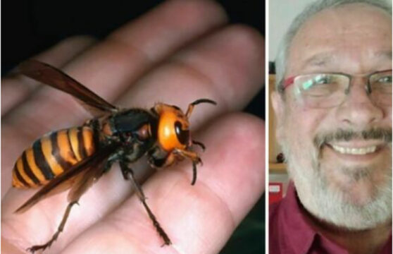 Spilimbergo: Gilberto Trambaiollo morto punto da un calabrone