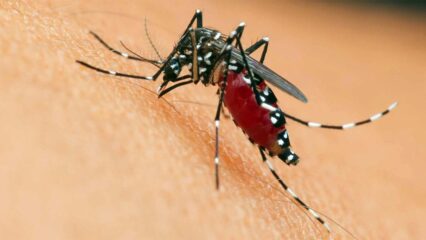 Roma, allerta Dengue: disinfettati aerei all'aeroporto di Fiumicino