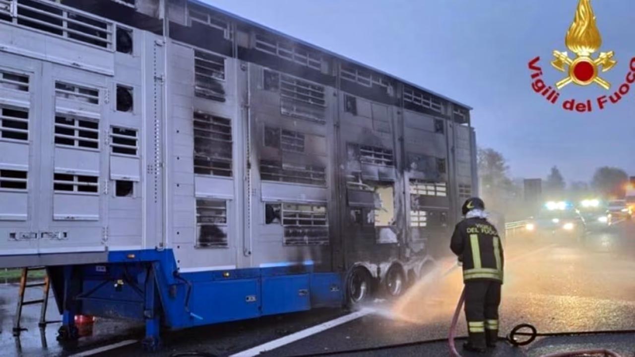 Autostrada A5: strage di vitelli, morti bruciati
