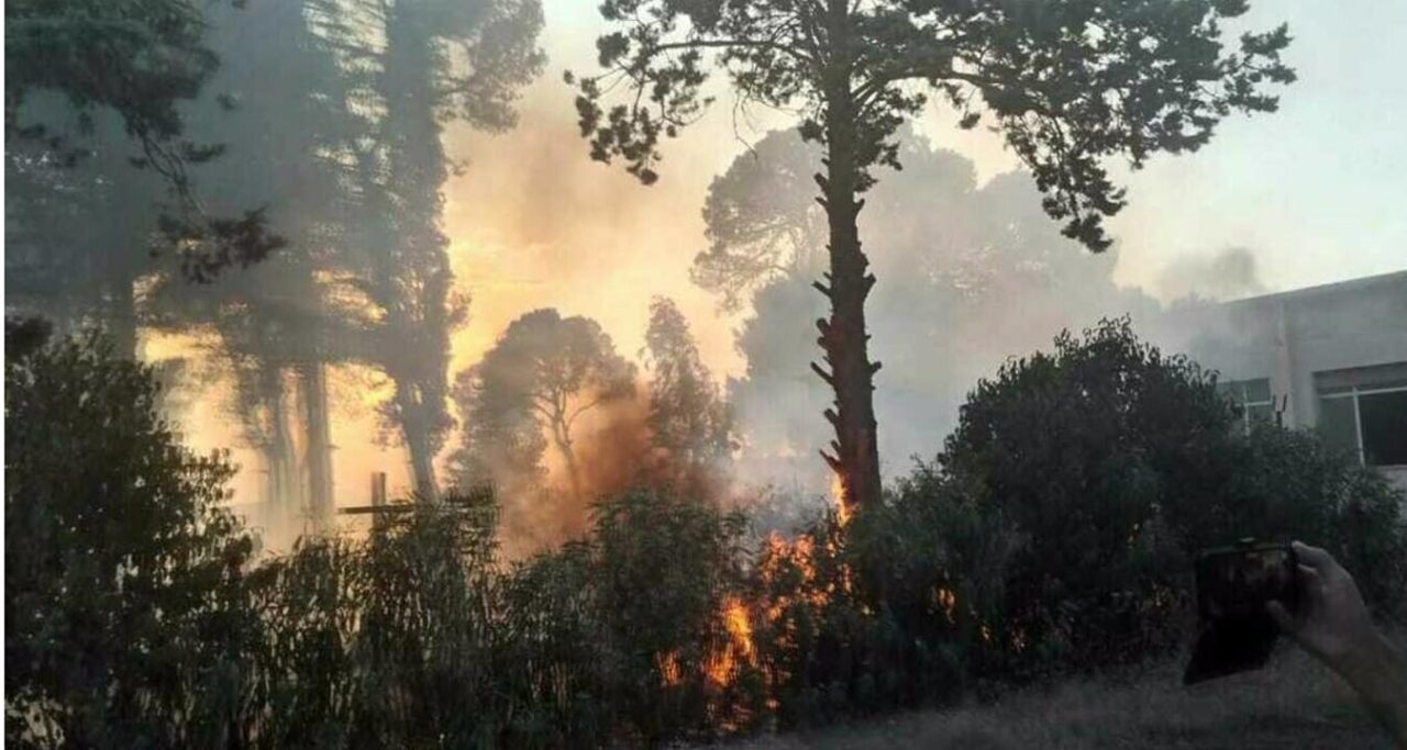 Mario Rutiglio, 60 anni, muore colpito da un albero che stava tagliando