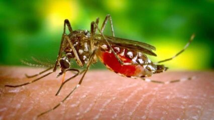 Virus West Nile: muore 67enne nel Modenese