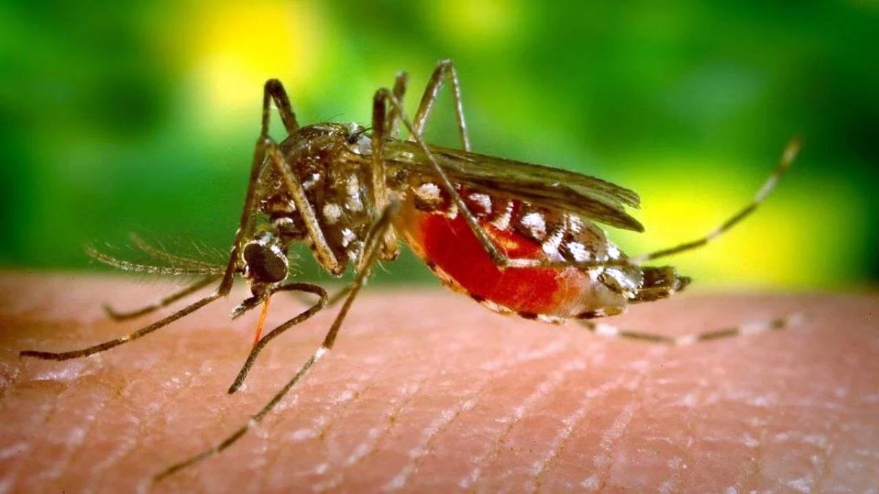 West Nile: 8 casi in Campania, 4 sono in rianimazione. 2 nuovi contagi nel Lazio