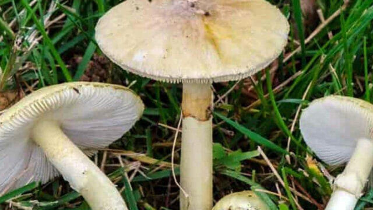 Borghetto Lodigiano: 68enne muore avvelenato dai funghi