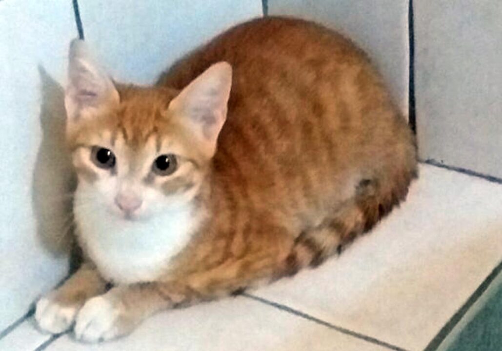 Giornata Internazionale del Gatto: storia, curiosità e come celebrare i nostri amici a quattro zampe