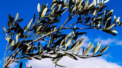 Oggi è la domenica delle Palme. Il significato dei rami di ulivo