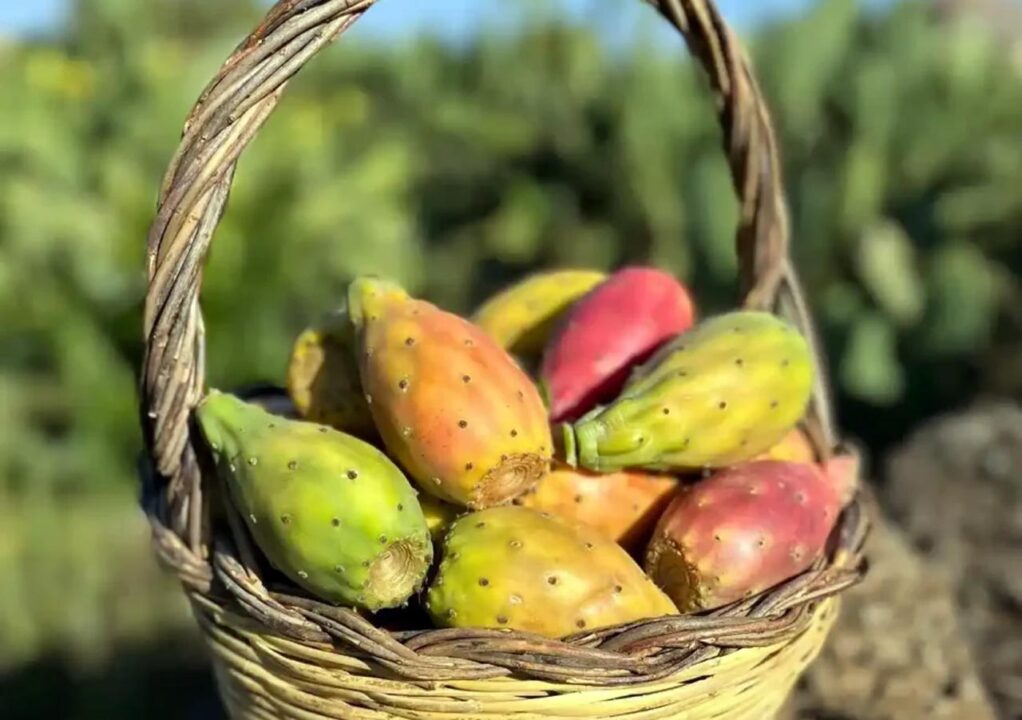 Vecchi Mestieri: venditori di fichi d’India