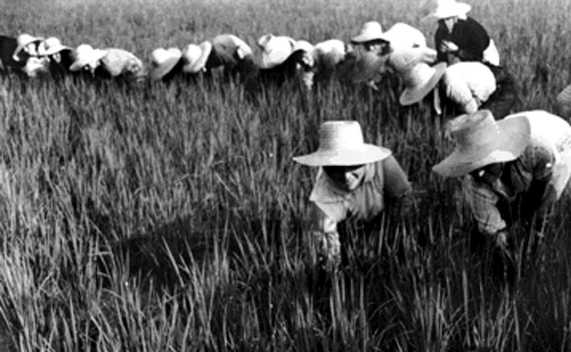 Vecchi Mestieri: la mondina e il lavoro nelle risaie