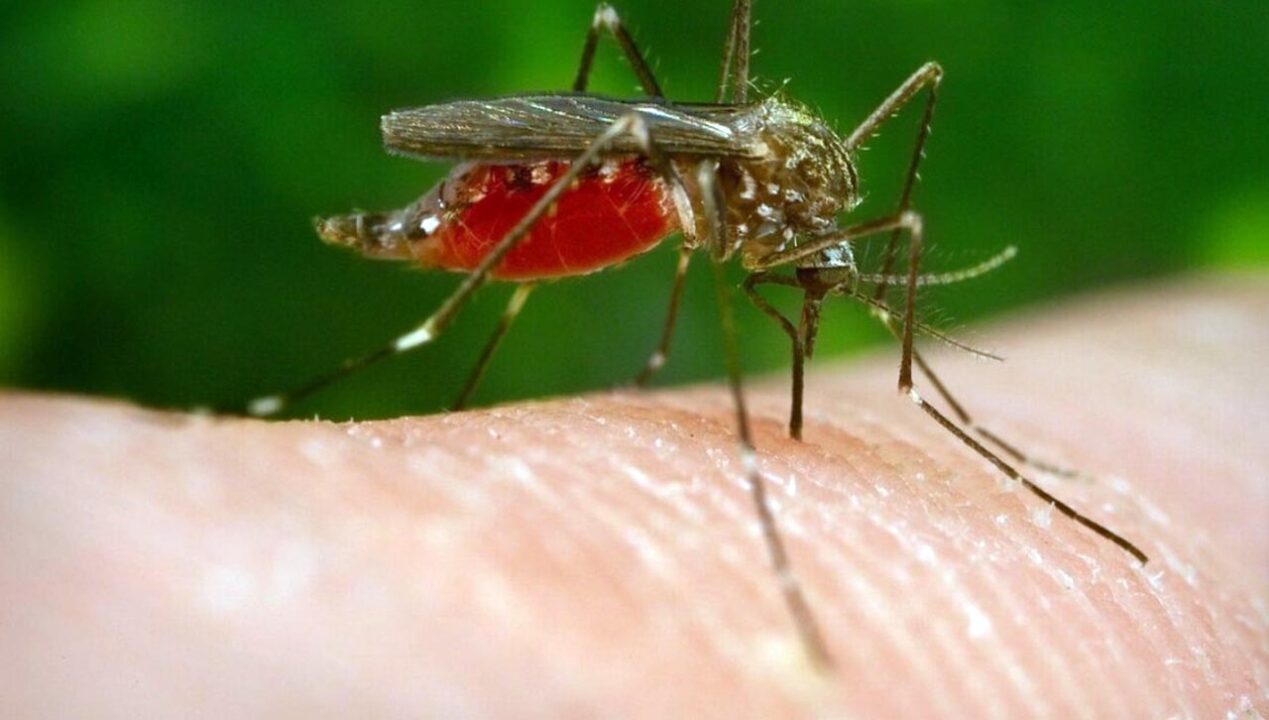 West Nile: terzo morto in Campania. 7 in Italia