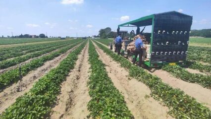 Lagosanto: operaia 44enne muore schiacciata dal trattore