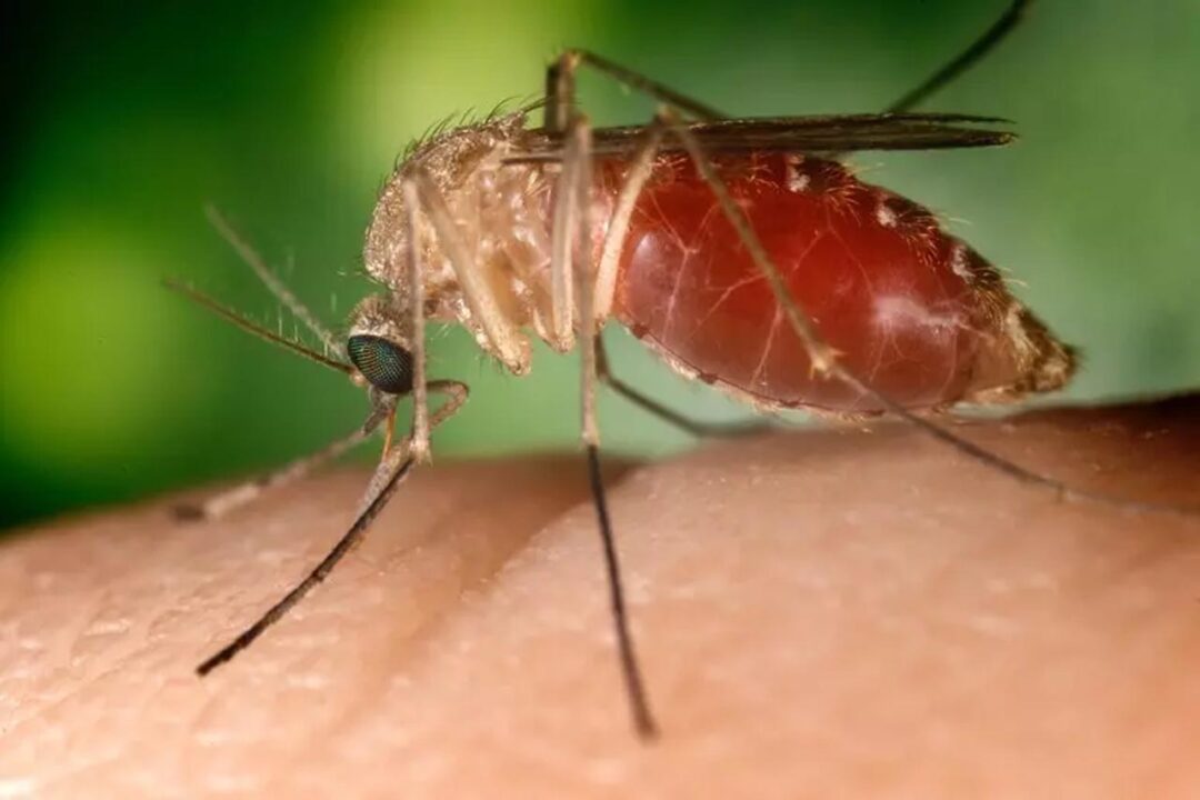 West Nile: quinto decesso nel Casertano, in Campania