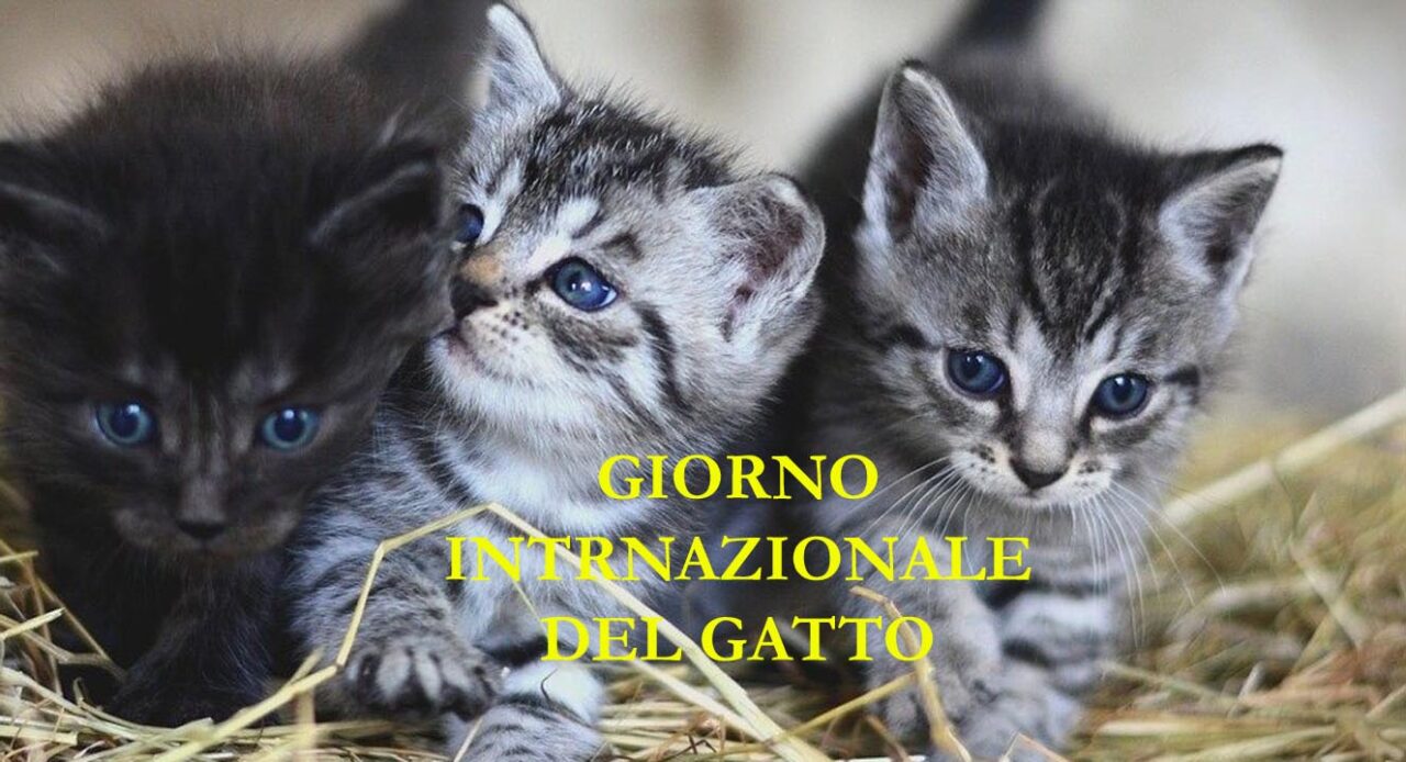 Giorno internazionale del gatto: significato e celebrazioni