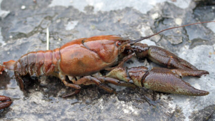 Fiume Sangro: gamberi colpiti da peste