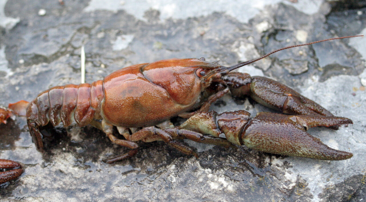 Fiume Sangro: gamberi colpiti da peste
