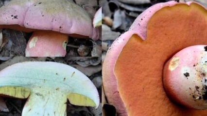 Antonia Antelmi muore per avvelenamento da funghi