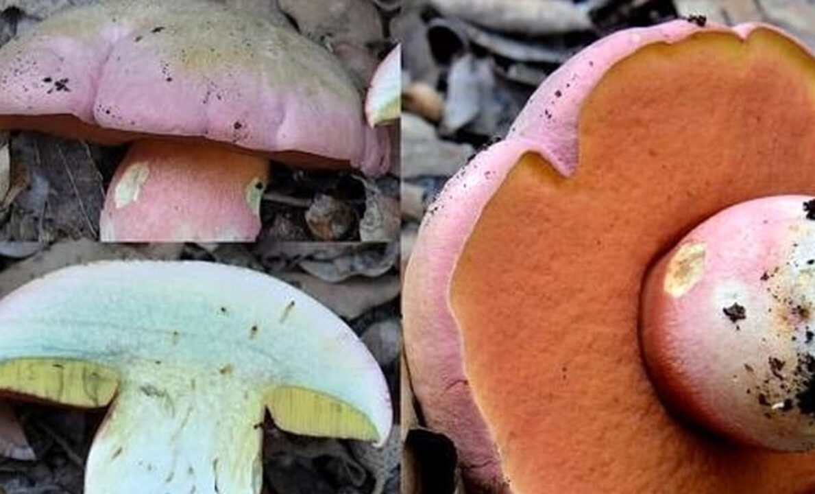 Antonia Antelmi muore per avvelenamento da funghi