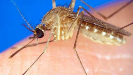 Lino Carrus è la quarta vittima della Febbre del Nilo