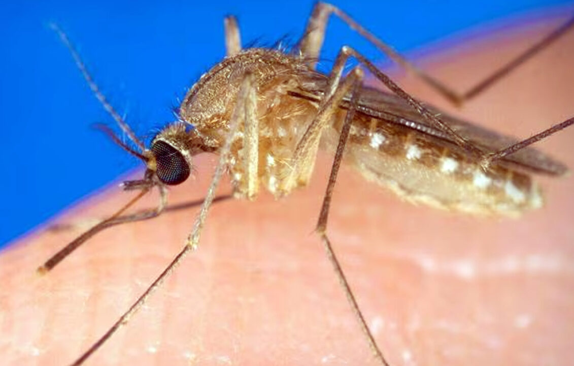 Lino Carrus è la quarta vittima della Febbre del Nilo