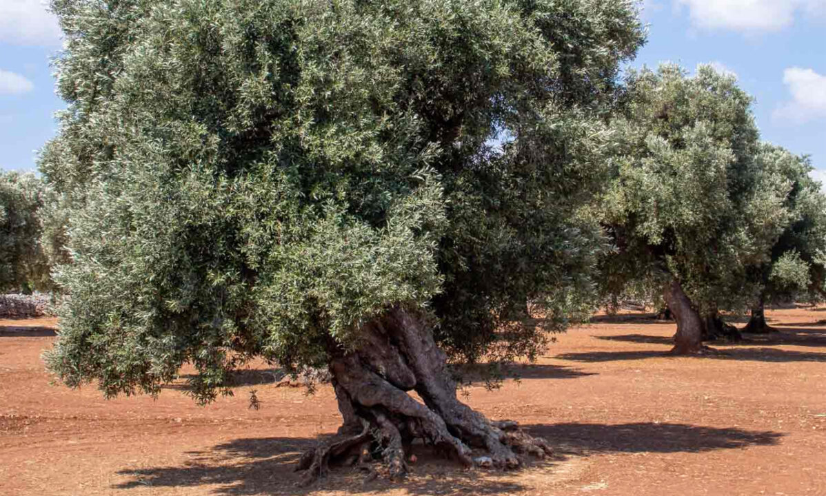 Giornata mondiale dell’Olivo, un patrimonio Unesco dal 2019