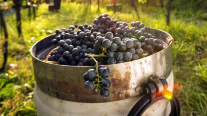 San Martino: ogni mosto diventa vino, ogni sogno prende vita